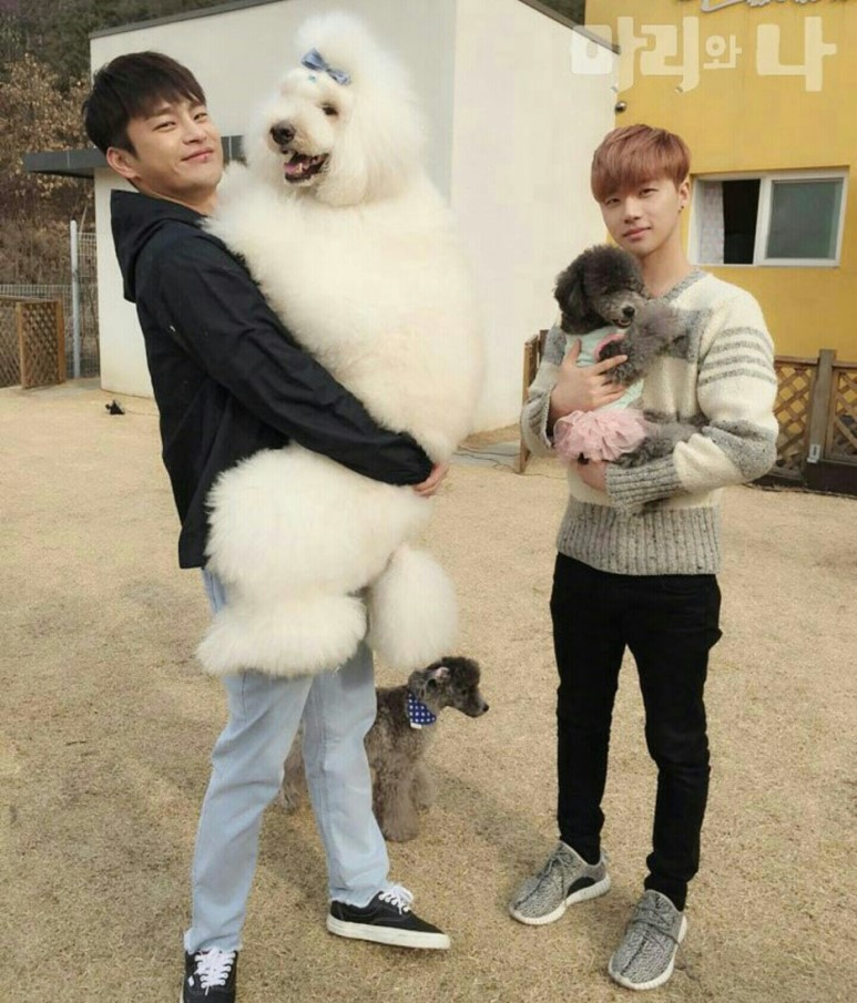 파일:하얀색 스탠다드 푸들.png